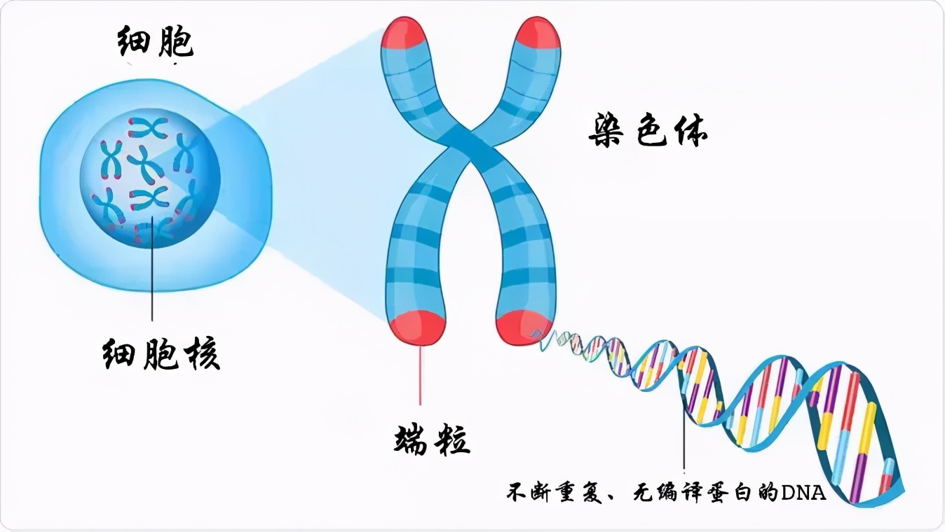 吉尼斯世界纪录最长寿的人（人类最高寿命记录是多少）-第3张图片