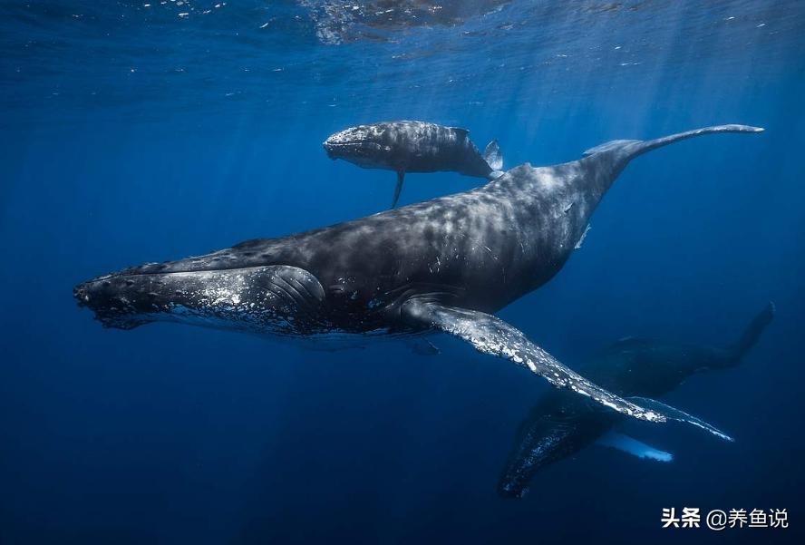 鲸鱼能活多久什么叫做鲸落（鲸鱼的寿命大概有多长）-第1张图片