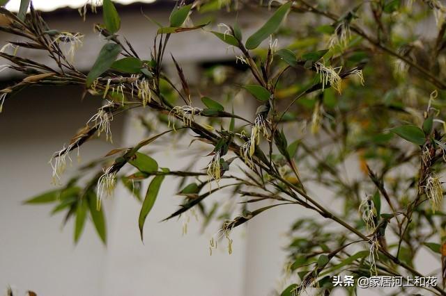 为什么说竹子开花赶紧搬家（竹子开花马上搬家什么意思）-第9张图片