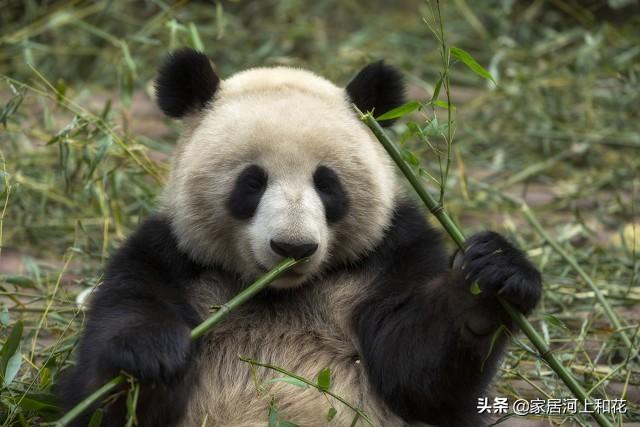 为什么说竹子开花赶紧搬家（竹子开花马上搬家什么意思）-第5张图片
