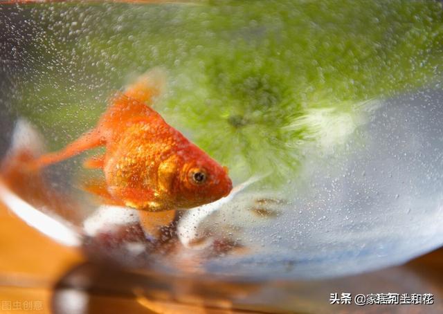 玻璃鱼缸里的鱼为什么容易死（家里鱼缸养鱼老死什么原因）-第9张图片
