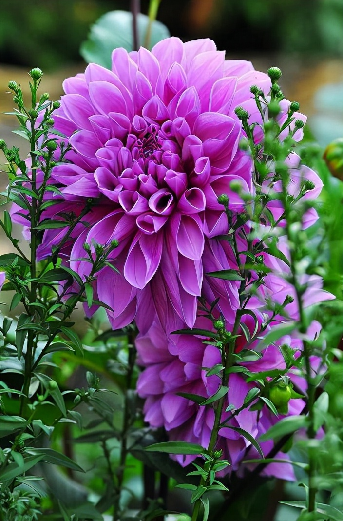 常见紫色的花有哪些（紫色花朵的花名都叫什么名字）-第16张图片
