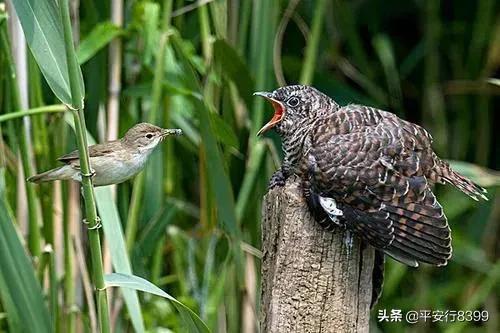 布谷鸟叫有什么征兆（布谷鸟为什么会发出布谷的叫声）-第3张图片