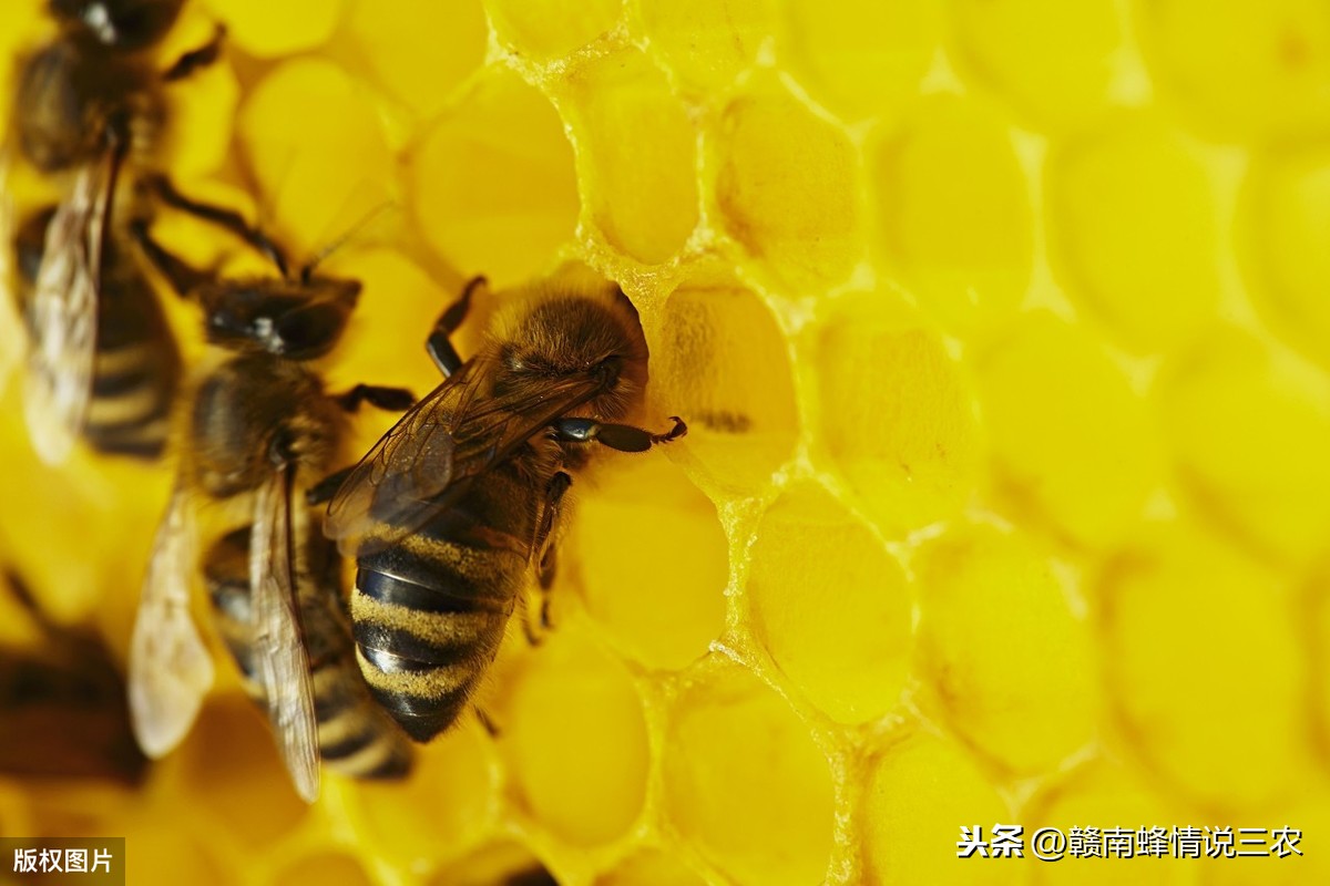 蜜蜂能活多久（工蜂是什么蜜蜂，最长可以活多长时间）-第4张图片