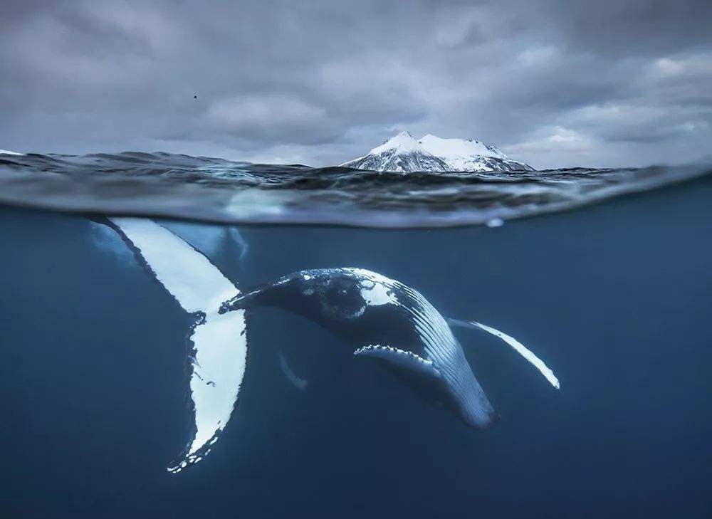 鲸落是什么意思（鲸落鲸爆是一种什么样的自然现象）-第1张图片
