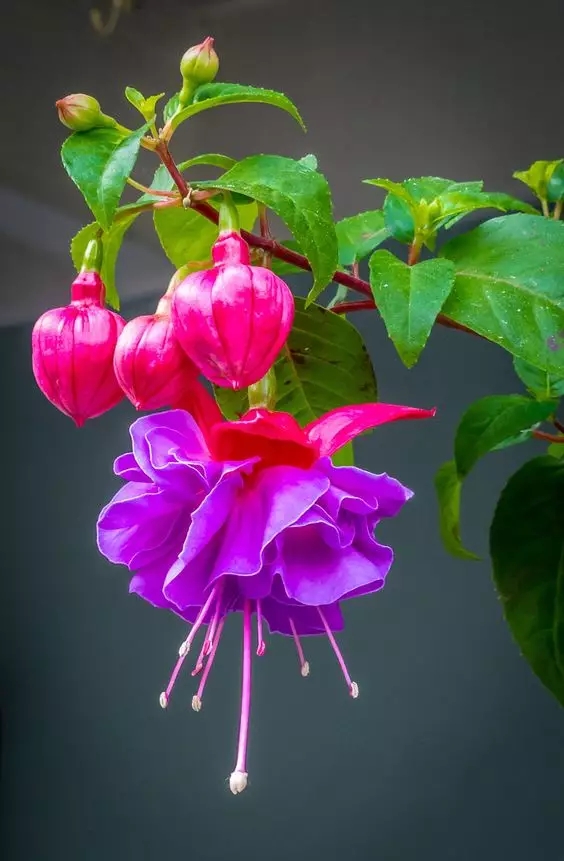 常见紫色的花有哪些（紫色花朵的花名都叫什么名字）-第38张图片