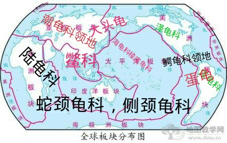 乌龟生活在哪里（不同分类乌龟主要都分布在哪些地区）-第16张图片