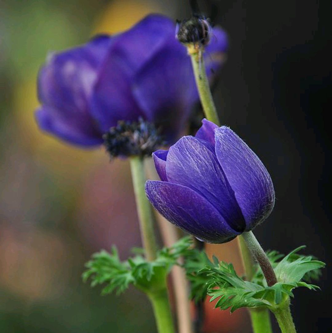 常见紫色的花有哪些（紫色花朵的花名都叫什么名字）-第33张图片
