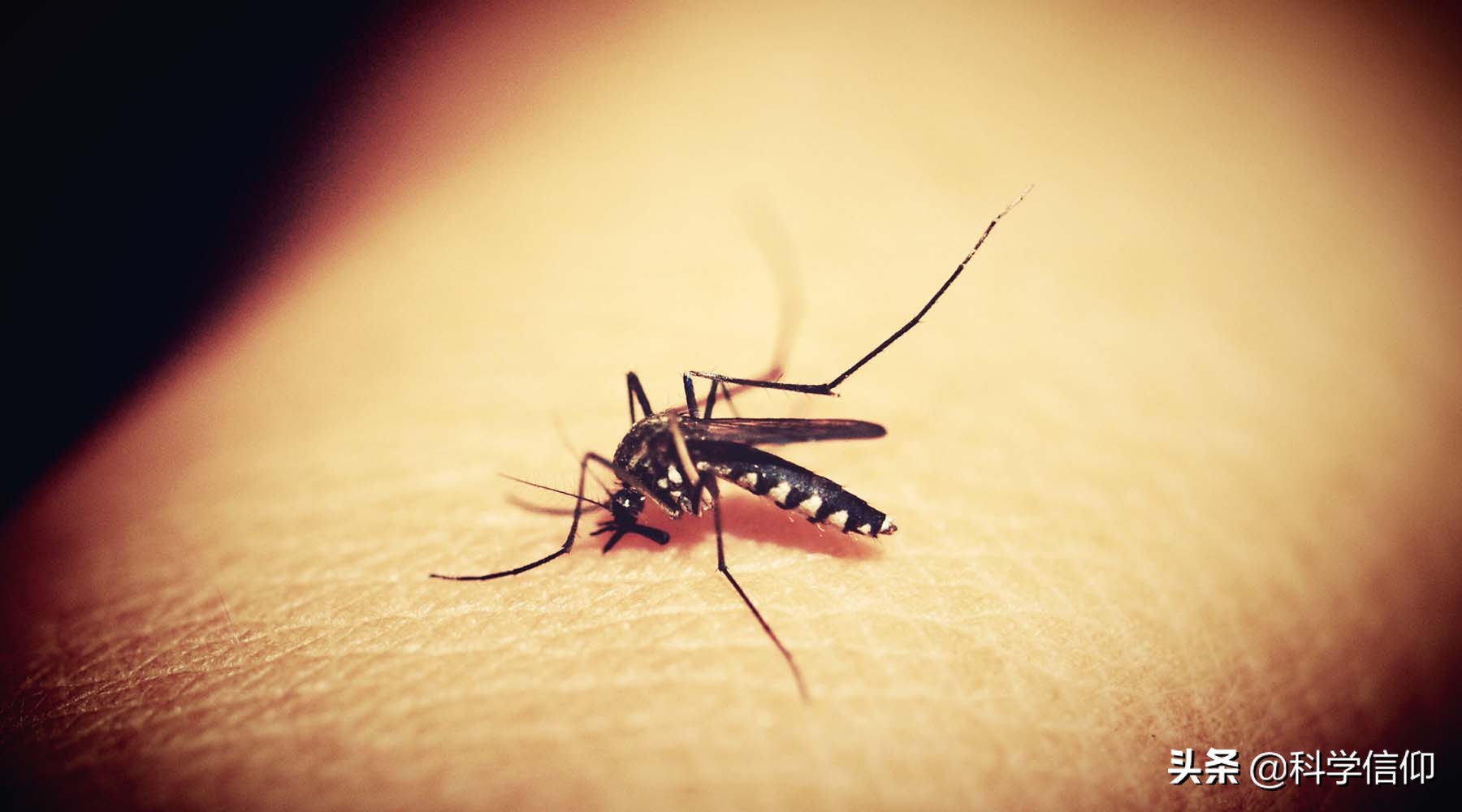人类为什么不灭绝蚊子（蚊子灭绝了有什么影响）-第2张图片