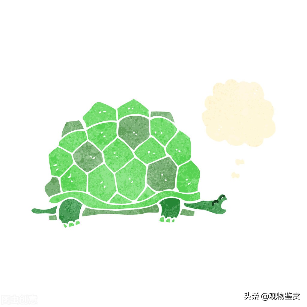 乌龟壳上的彩绘怎么去掉（彩绘涂料对于乌龟有害吗）-第3张图片