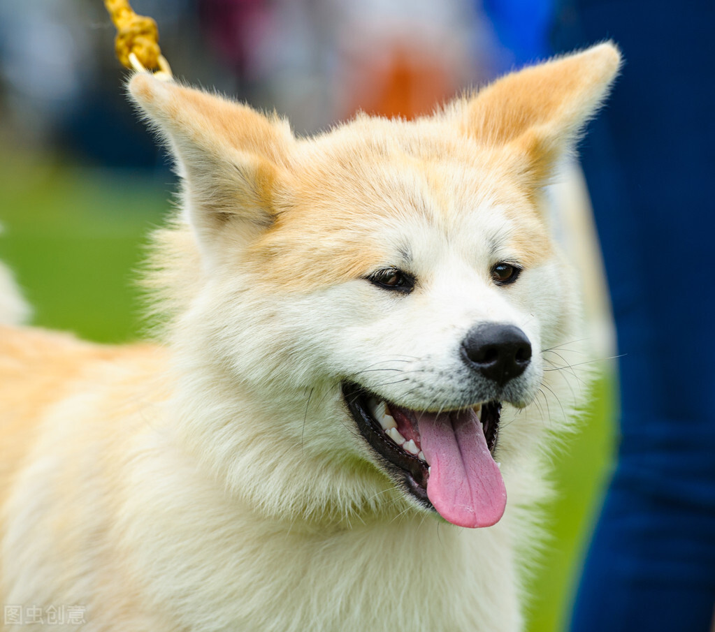 秋田犬为什么禁养（日本秋田犬在国内被禁养的原因）-第1张图片