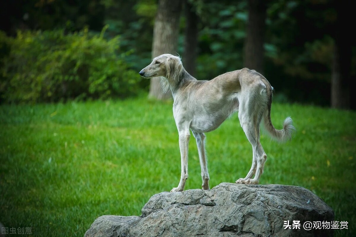 抓兔子的狗叫什么名字（什么狗的捕猎对象是野兔子）-第2张图片