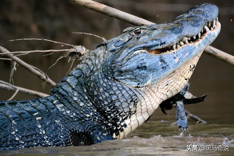 亚马逊河十大恐怖生物（亚马逊热带雨林区的特有生物）-第24张图片