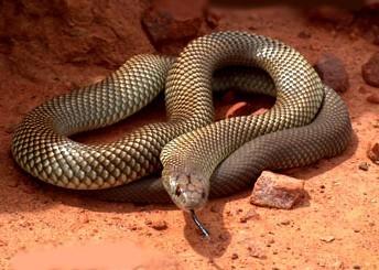 世界最毒的毒蛇第一名（被吉尼斯纪录认证的世界最毒之蛇）-第5张图片