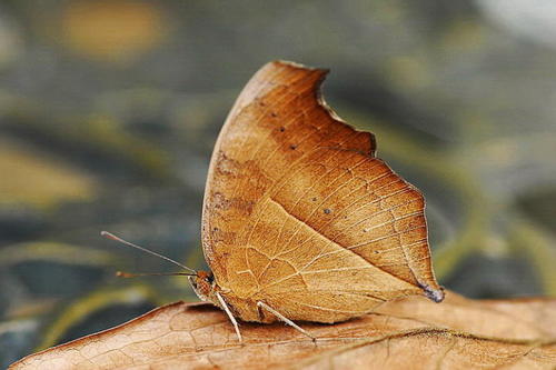 蝴蝶是昆虫吗（关于蝴蝶属于什么科目动物的知识介绍）-第12张图片
