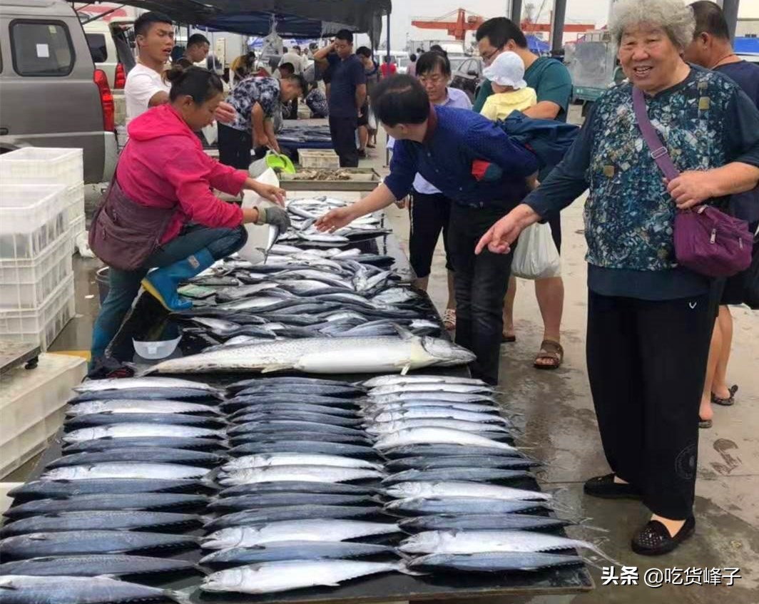 鲐鲅鱼和鲅鱼的区别在哪里（怎么区分鲐鲅鱼和鲅鱼）-第2张图片