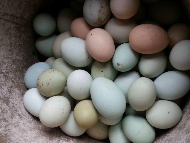 绿壳鸡蛋是什么鸡生的（绿壳鸡蛋的营养价值怎么样）-第3张图片