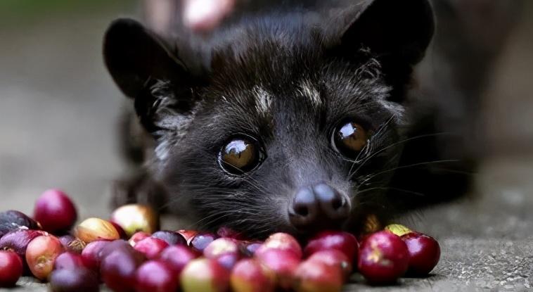 猫屎咖啡多少钱一杯（真正的猫屎咖啡什么价格）-第1张图片