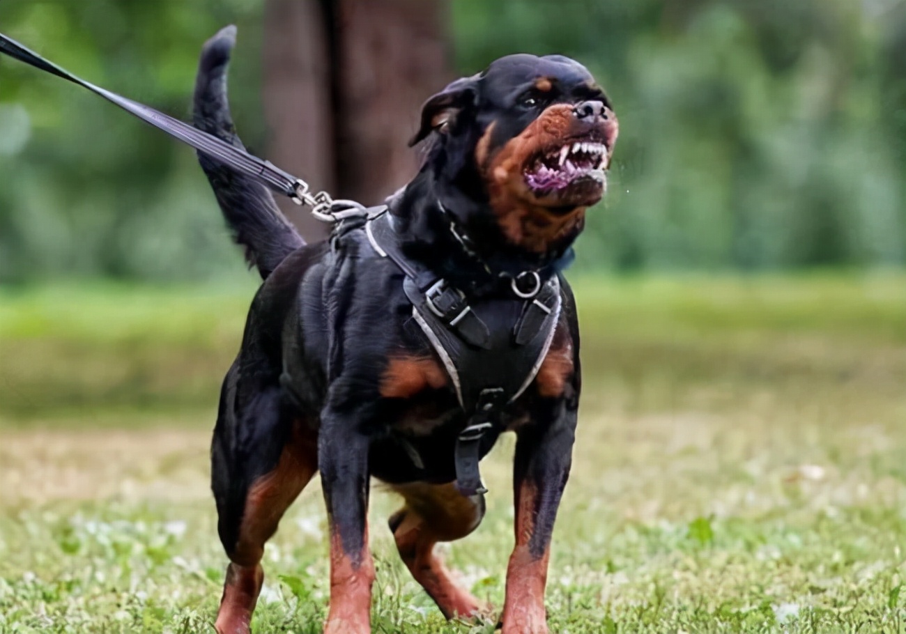 世界十大猛犬排行榜（全球打架最猛最凶残的狗是什么）-第2张图片