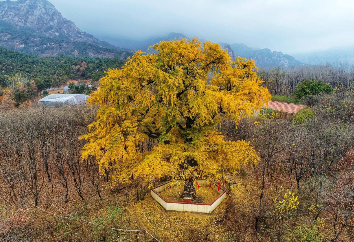 中国的国树是什么树（大众认为的银杏树象征着什么）-第5张图片