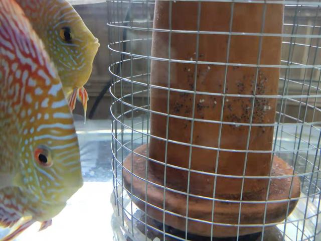 鱼缸里的鱼生了鱼籽怎么办（观赏鱼在鱼缸里产卵怎么处理）-第6张图片