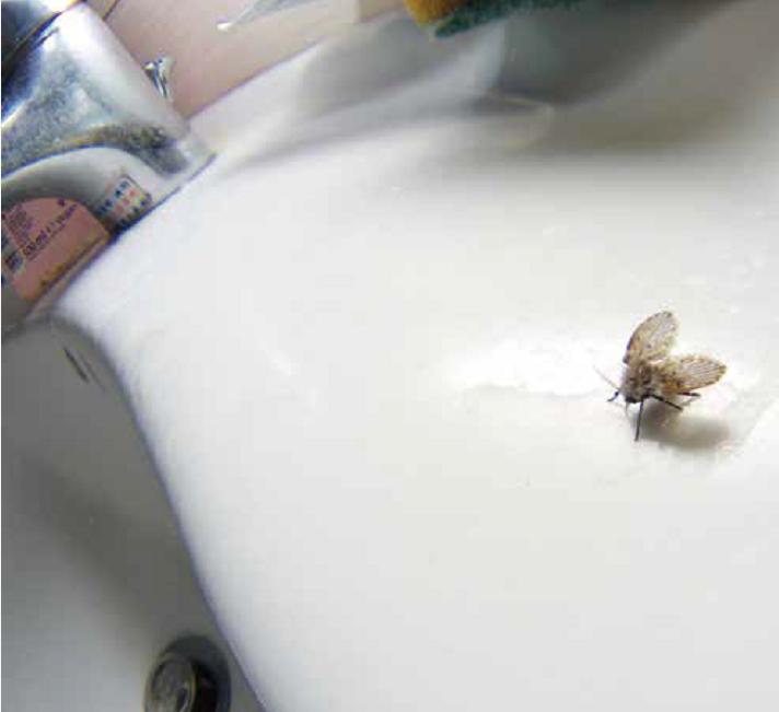 厕所里的小飞虫叫什么（消灭厕所小飞虫的有效方法）-第5张图片