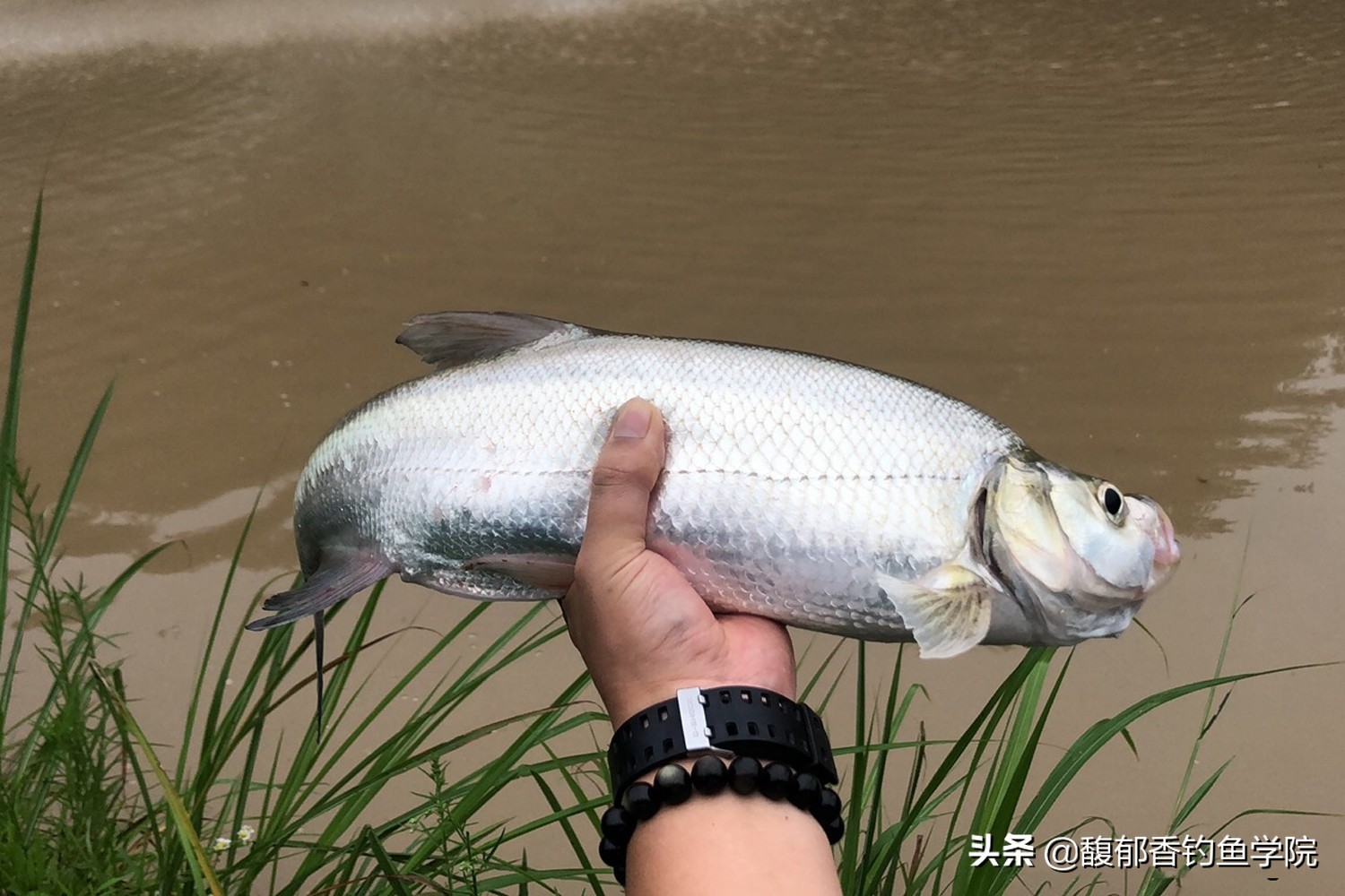 翘嘴鱼的生活规律及温度（翘嘴鱼的觅食习性和垂钓方法）-第2张图片