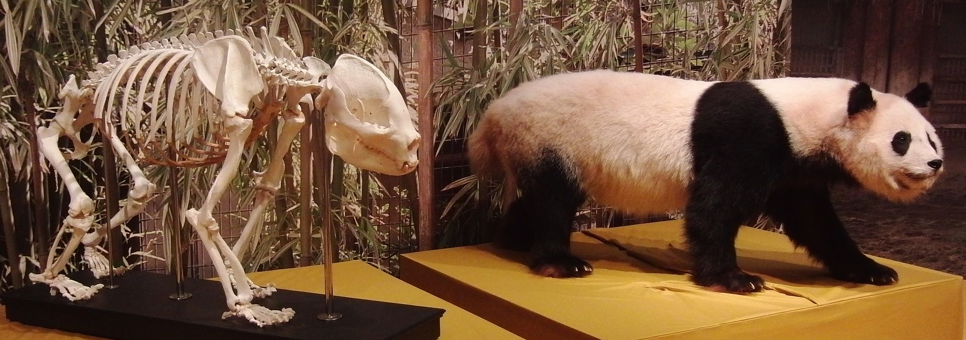 大熊猫生活在什么地方（为什么野生大熊猫只在中国有）-第16张图片