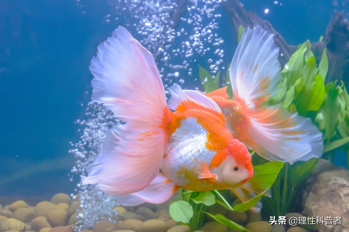 金鱼睡觉吗（怎么判读金鱼是在睡觉睁眼还是闭上眼睛睡）-第4张图片
