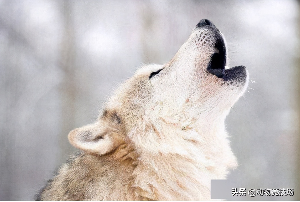 世界上体型最大的狼|品种（世界上体型最大的狼在哪）-第7张图片