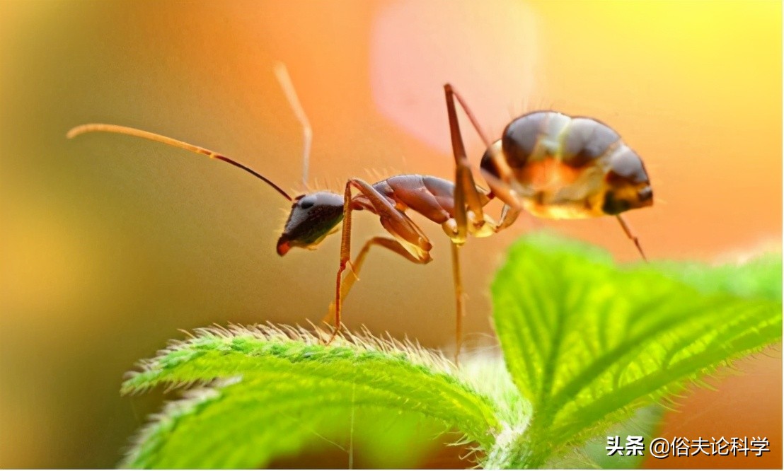 蚂蚁是二维生物吗（为什么说蚂蚁是生活在二维空间的）-第3张图片