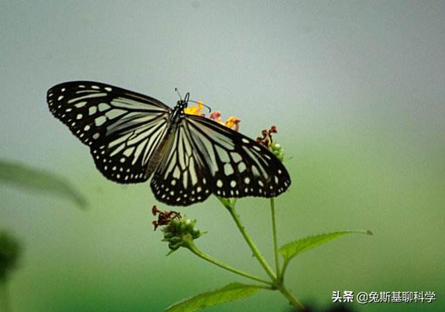 为什么地球上大多数生物都是对称（造成生物界对称根本原因）-第1张图片