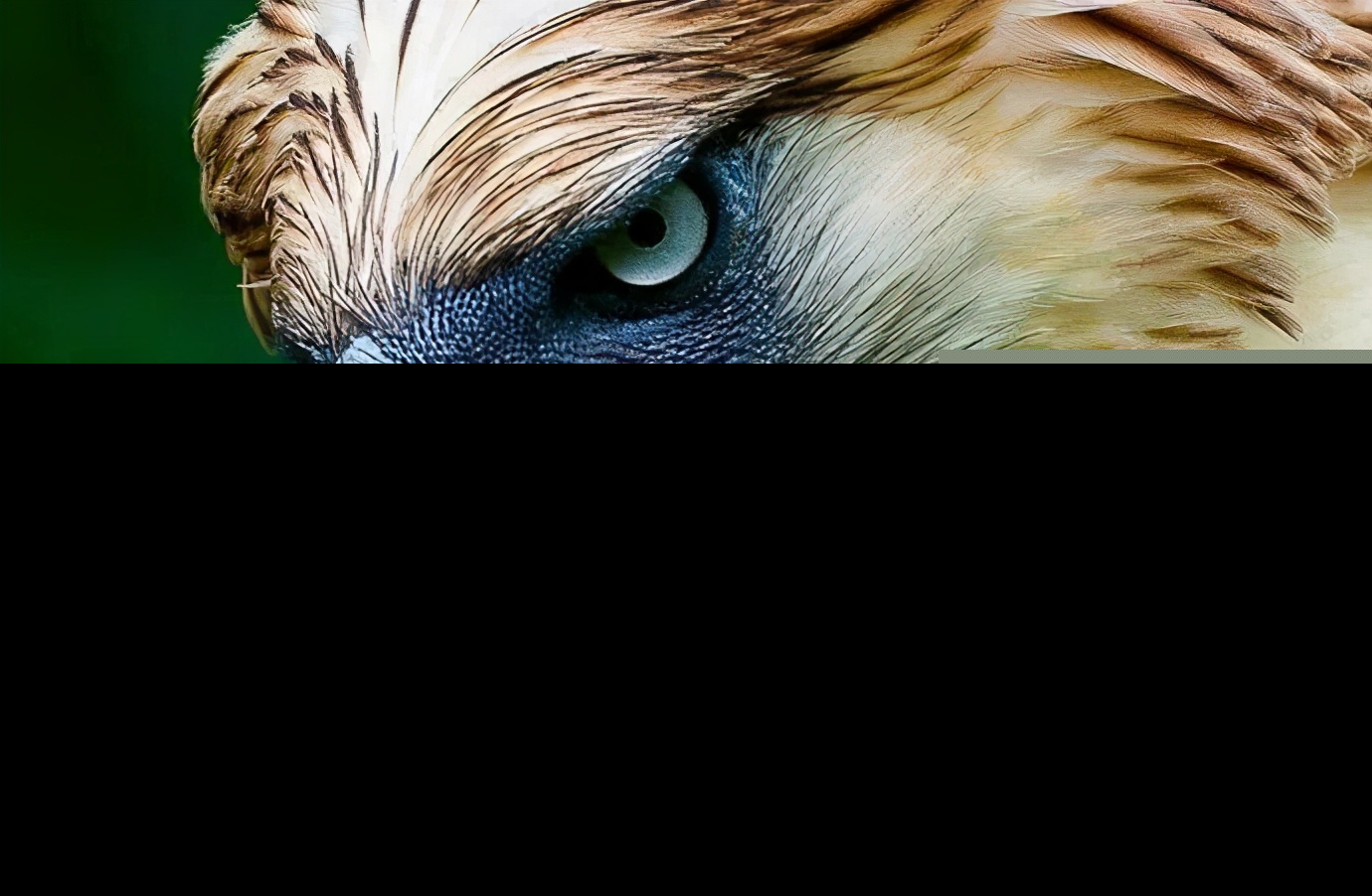 猴子的天敌是什么动物（猴子们最害怕哪种动物捕捉）-第1张图片