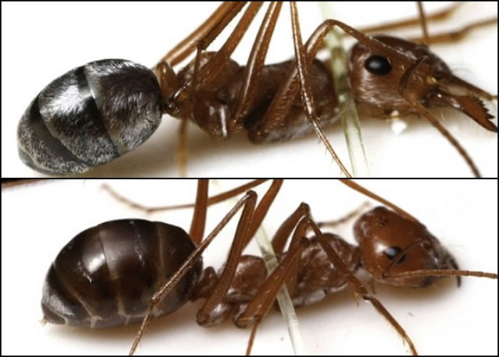 蚂蚁的生活环境和特点（蚂蚁的生活习性以及交流方式）-第2张图片