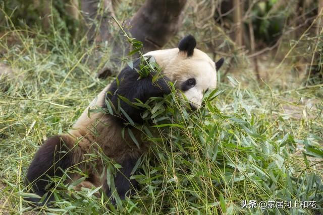 为什么说竹子开花赶紧搬家（竹子开花马上搬家什么意思）-第1张图片
