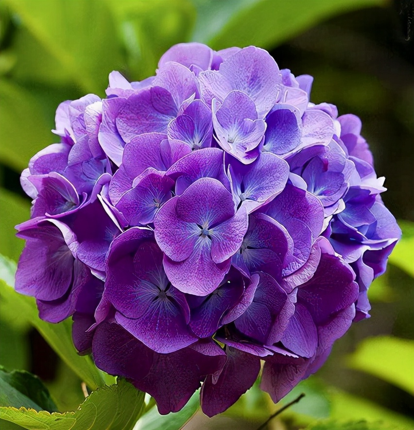常见紫色的花有哪些（紫色花朵的花名都叫什么名字）-第37张图片