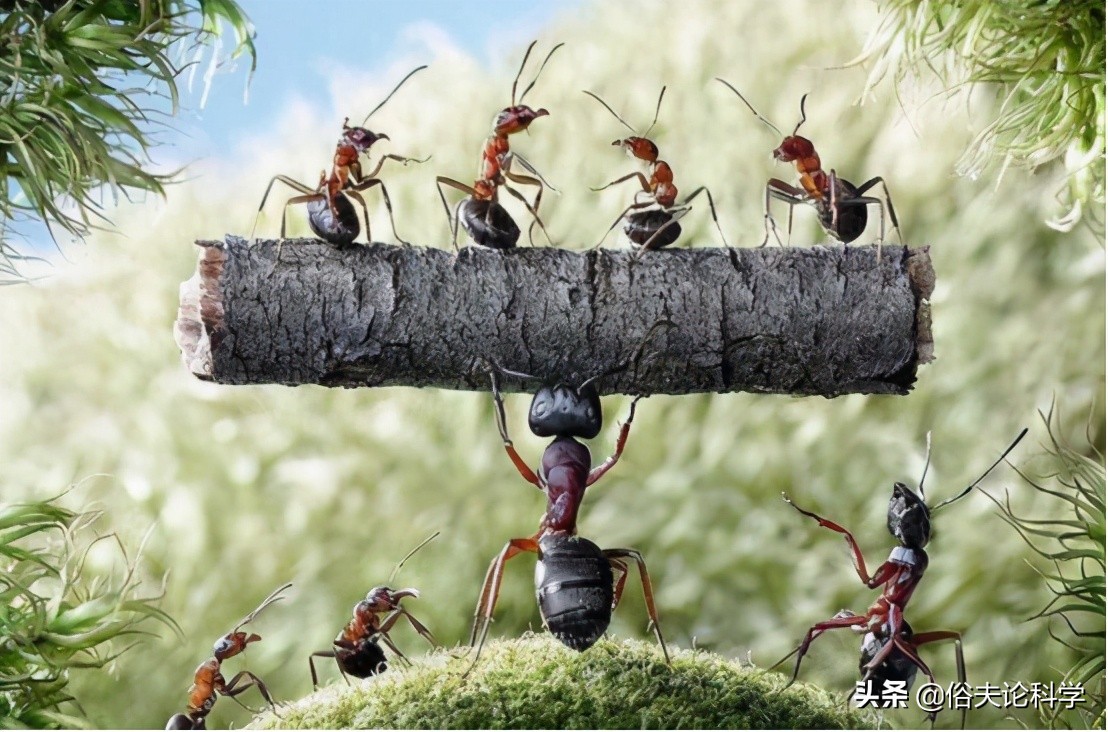 蚂蚁是二维生物吗（为什么说蚂蚁是生活在二维空间的）-第1张图片