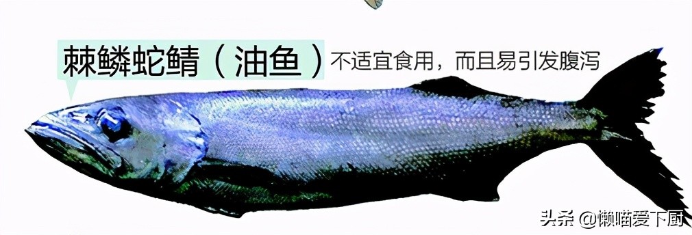 油鱼和鳕鱼的区别图片（油鱼和鳕鱼的区别都在哪里）-第3张图片