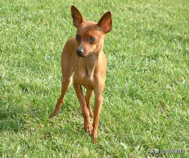 小鹿犬智商排名第几（小鹿犬的智商有多高怎么饲养）-第5张图片
