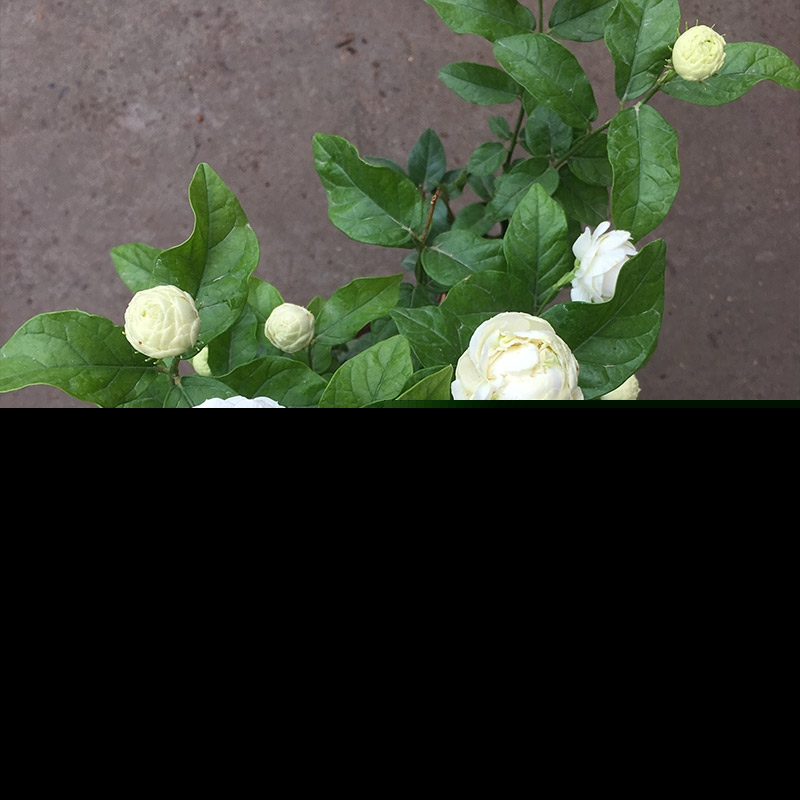 北方茉莉花好养吗（茉莉花适合新手室内还是室外养）-第10张图片