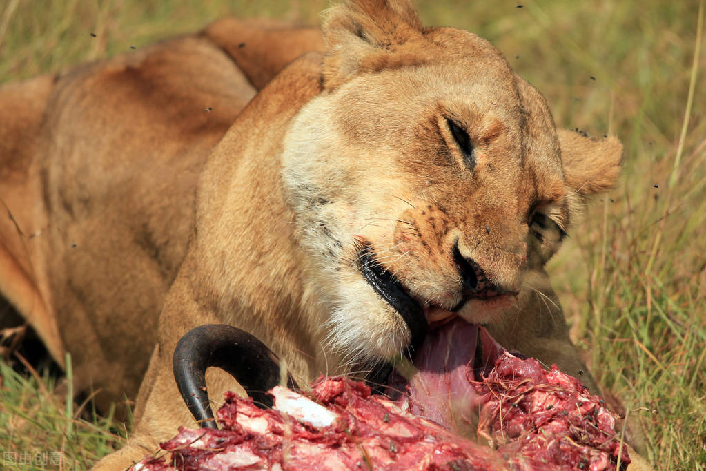 狮子的天敌是什么动物（简单说明狮子的克星有哪些）-第2张图片
