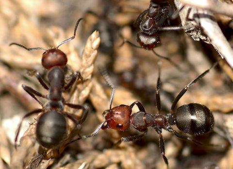 蚂蚁怎么养才能养好呢（人工养殖的蚂蚁有什么作用）-第1张图片