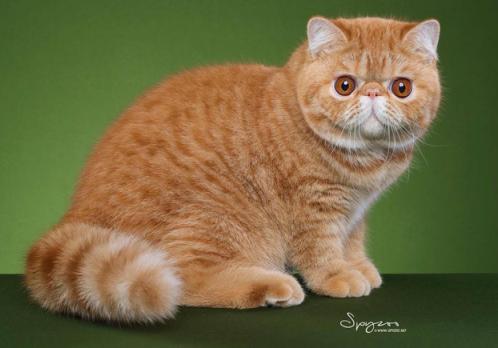 加菲猫是哪个国家的猫（加菲猫是什么国家的品种及介绍）-第4张图片