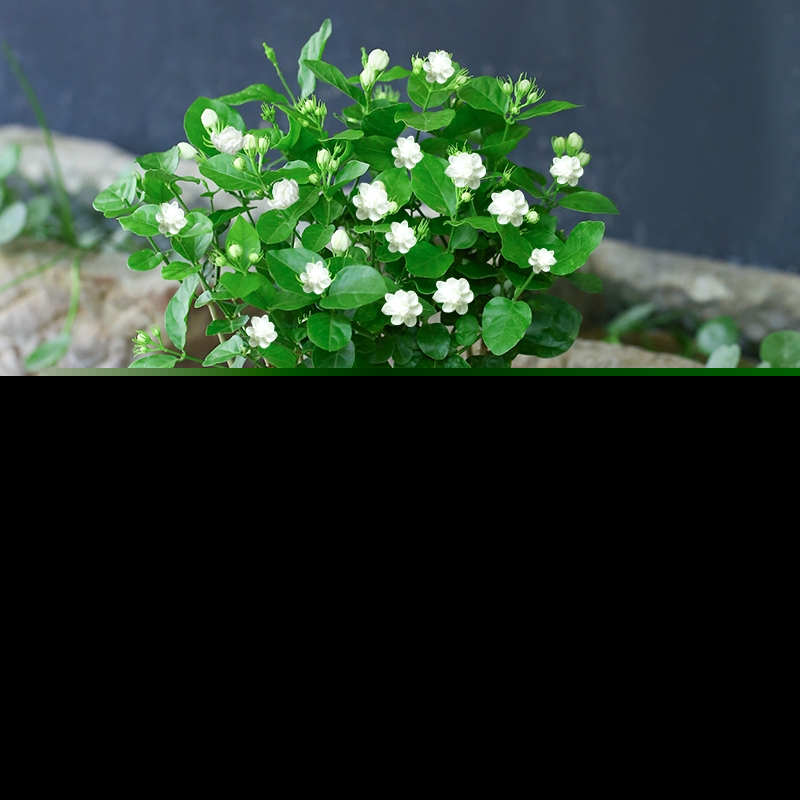 北方茉莉花好养吗（茉莉花适合新手室内还是室外养）-第4张图片