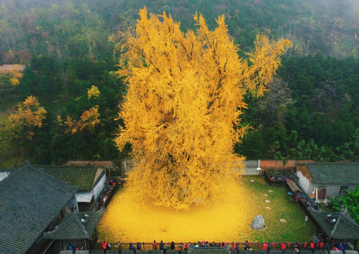 中国的国树是什么树（大众认为的银杏树象征着什么）-第1张图片