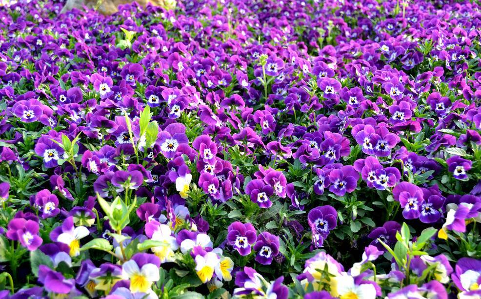 常见紫色的花有哪些（紫色花朵的花名都叫什么名字）-第22张图片