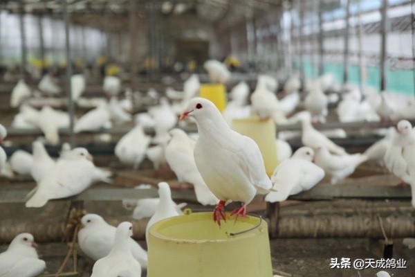 鸽子下蛋多久下第二个蛋（鸽子的两枚蛋间隔多长时间）-第2张图片