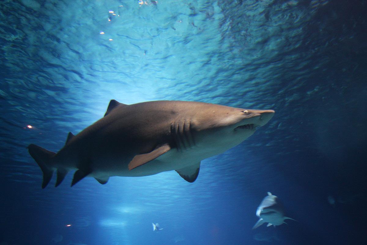 鲨鱼是不是哺乳动物（鲨鱼是属于卵生还是哺乳动物）-第4张图片