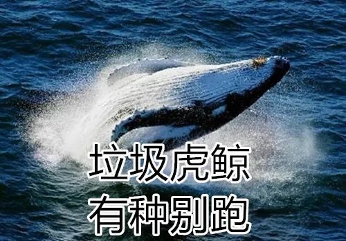 虎鲸和座头鲸的恩怨纠葛（座头鲸为啥喜欢跟虎鲸作对）-第10张图片
