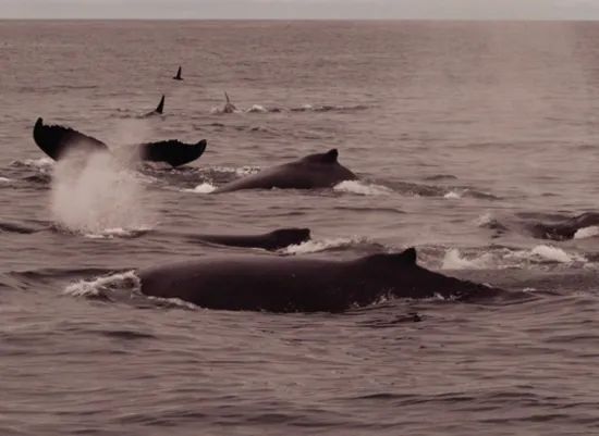 虎鲸和座头鲸的恩怨纠葛（座头鲸为啥喜欢跟虎鲸作对）-第12张图片